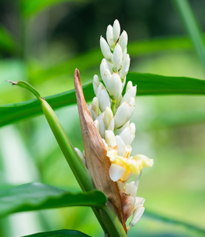 Extrait d'Alpinia galanga