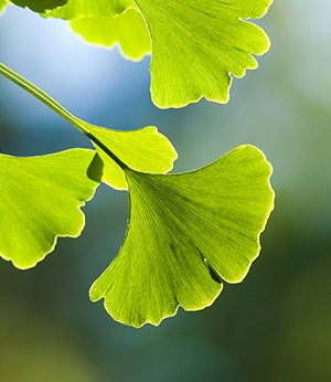 Extrait de gingko biloba